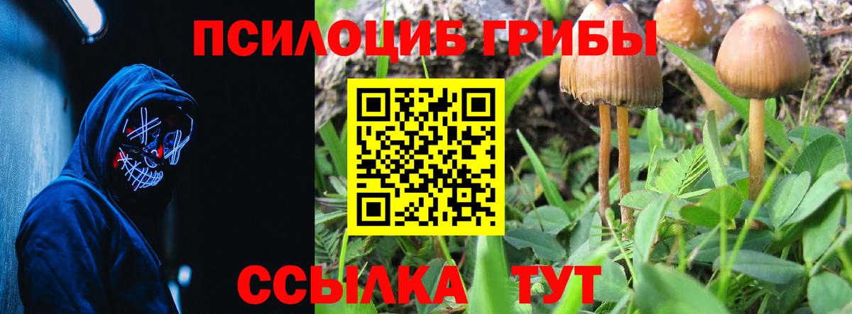 Галлюциногенные грибы Psilocybine cubensis Чернушка